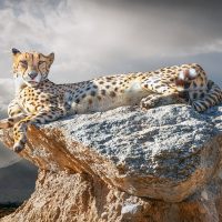 Cheetah - Howard Hunt